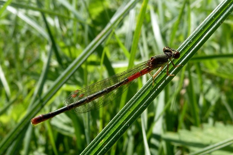 Ceriagrion tenellum femmina? S